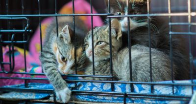 Wales to ban third-party puppy and kitten sales